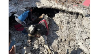 17 gündür Antakya’da enkaz altında olan inek canlı kurtarıldı