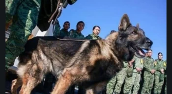 Meksika Ordusu’nun kahraman köpeği ’Proteo’ Türkiye görevinde öldü