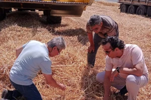 Silivri’de Buğday Hasadı Devam Ediyor: Biçerdöver Denetimleri Sıkılaştırıldı