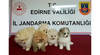 Edirne’de hayvan kaçakçılığı operasyonu... 5 köpek kurtarıldı!