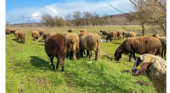 Edirne’de 31 çiçek vakası tespit edildi! Kırmızı etle bulaşır mı?