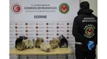 Kapıkule’de bagajdan kaçak köpekler çıktı!