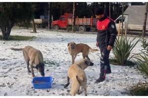 Silivri Belediyesi, Can Dostlarımızı Soğuk Kış Günlerinde Yalnız Bırakmıyor!